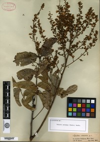 Type of Sapindus cerasinus Bentham [family SAPINDACEAE]