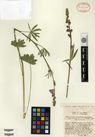 Isotype of Sidalcea malviflora (de Candolle) A. Gray subsp. sparsifolia C. L. Hitchcock [family MALVACEAE]
