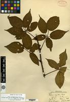 Syntype of Rubus recurvans Blanchard [family ROSACEAE]
