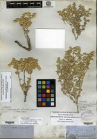 Isosyntype of Alternanthera suffruticosa Torrey [family AMARANTHACEAE]