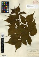 Syntype of Rubus canadensis Linnaeus var. septemfoliolatus Blanchard [family ROSACEAE]