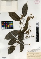 Isotype of Homalium stenosepalum S. F. Blake [family FLACOURTIACEAE]