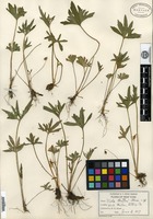 Isotype of Viola baxteri House [family VIOLACEAE]
