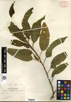 Isotype of Solanum aureifolium Rusby [family SOLANACEAE]