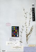 Isotype of Galium virgatum Nuttall var. diffusum A. Gray [family RUBIACEAE]