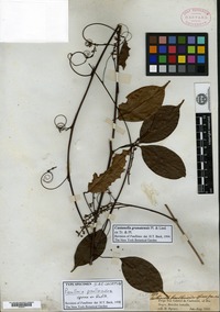 Isosyntype of Paullinia paullinioides Spruce ex Radlkofer [family SAPINDACEAE]