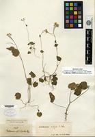 Isotype of Cardamine violifolia O. E. Schulz [family BRASSICACEAE]