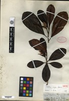 Isotype of Wallacea insignis Spruce ex Bentham & Hooker f. [family OCHNACEAE]