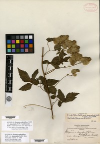Syntype of Serjania confertiflora Radlkofer var. dasycephala Radlkofer [family SAPINDACEAE]