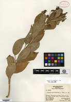 Type of Lobelia parvidentata L. O. Williams [family LOBELIACEAE]