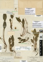 Lectotype of Viola primulifolia Linnaeus var. occidentalis A. Gray [family VIOLACEAE]