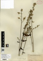 Isotype of Iresine nitens Standley [family AMARANTHACEAE]