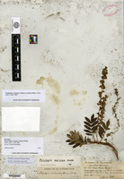 Syntype of Acaena ochreata Weddell [family ROSACEAE]