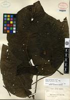 Isotype of Piper percostatum Yuncker [family PIPERACEAE SP.]