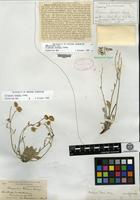 Holotype of Erigeron tweedyi Canby [family ASTERACEAE]