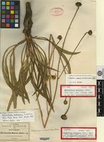 Holotype of Helianthella madrensis S. Watson [family ASTERACEAE]
