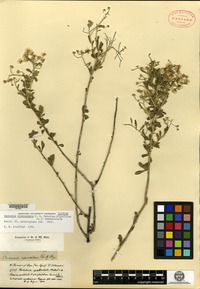 Isotype of Vernonia cinerascens Schultz Bipontinus [family ASTERACEAE]