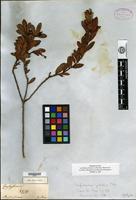 Syntype of Gaylussacia pulchra Pohl [family ERICACEAE]