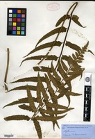 Isotype of Asplenium wrightii D. C. Eaton ex Hooker [family ASPLENIACEAE]