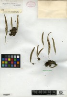 Type? of Polypodium clathratum C. B. Clarke [family POLYPODIACEAE]