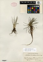 Isotype of Isoetes tuerckheimii Brause [family ISOETACEAE]