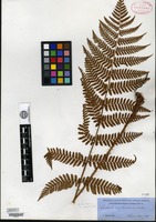 Type of Aspidium erythrosorum D. C. Eaton [family ASPIDIACEAE]