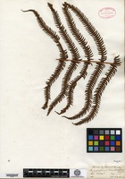 Isotype of Polypodium erubescens Wallich ex Hooker [family POLYPODIACEAE]