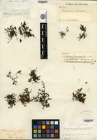 Syntype of Trichomanes bimarginatum Bosch [family HYMENOPHYLLACEAE]