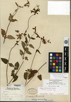 Syntype of Stachys oaxacana Fernald [family LAMIACEAE]