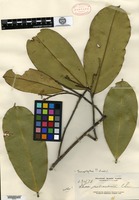 Isotype of Thea reticulata Elmer [family THEACEAE]