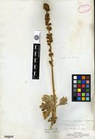 Isosyntype of Acaena splendens Hooker & Arnott [family ROSACEAE]