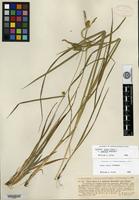 Isotype of Carex flava Linnaeus f. umbrosa Kneucker [family CYPERACEAE]