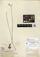 Isotype of Muilla purpusii Brandegee [family ALLIACEAE]