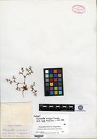Isotype of Chorizanthe insignis Curran [family POLYGONACEAE]