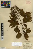 Lectotype of Rubus nigrobaccus L. H. Bailey var. calycosus Fernald [family ROSACEAE]