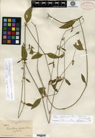 Type of Alternanthera stellata (S. Watson) Uline & W. L. Bray var. glabrata Uline & W. L. Bray [family AMARANTHACEAE]