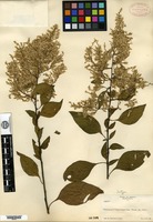 Isotype of Celosia monosperma Rose [family AMARANTHACEAE]