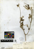 Isotype of Gomphrena claussenii Moquin-Tandon [family AMARANTHACEAE]
