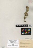 Isotype of Guilleminea densa (Willdenow ex Roemer & Schultes) Moquin-Tandon var. humilis Mears [family AMARANTHACEAE]