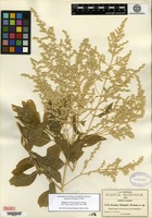 Type of Iresine pringlei S. Watson [family AMARANTHACEAE]