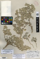 Holotype of Tidestromia gemmata I. M. Johnston [family AMARANTHACEAE]