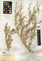 Isotype of Chenopodium parryi Standley [family CHENOPODIACEAE]