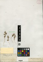 Type? of Noaea minuta Boissier & Balansa [family CHENOPODIACEAE]