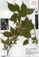 Isotype of Rubus canadensis Linnaeus var. micmacorum Lepage [family ROSACEAE]