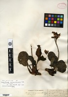 Isosyntype of Saxifraga purpurascens Hooker f. & Thomson [family SAXIFRAGACEAE]