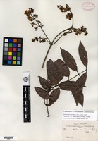 Isotype of Banisteria cinerea Rusby [family MALPIGHIACEAE]
