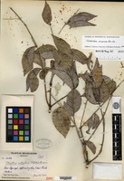 Type of Tetrapterys methystica R. E. Schultes [family MALPIGHIACEAE]