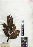 Type? of Photinia birmanensis C. K. Schneid. [family ROSACEAE]