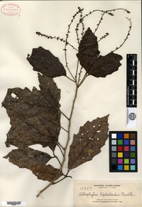 Isotype of Allophylus leptocladus Radlkofer [family SAPINDACEAE]