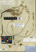 Holotype of Sida lepidota A. Gray var. sagittifolia A. Gray [family MALVACEAE]